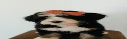 Bernedoodle dogs for sale: Medium Sized Female Bernedoodle - Hera - Ad 2