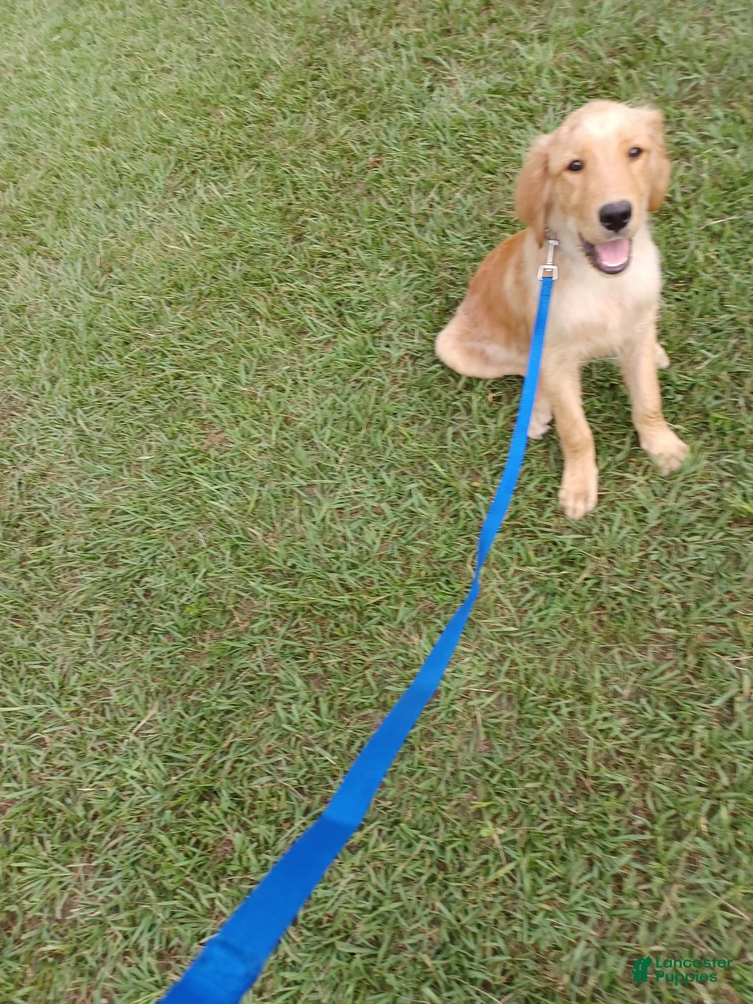 Mixed Breed dogs for sale: Abby  - Ad 2
