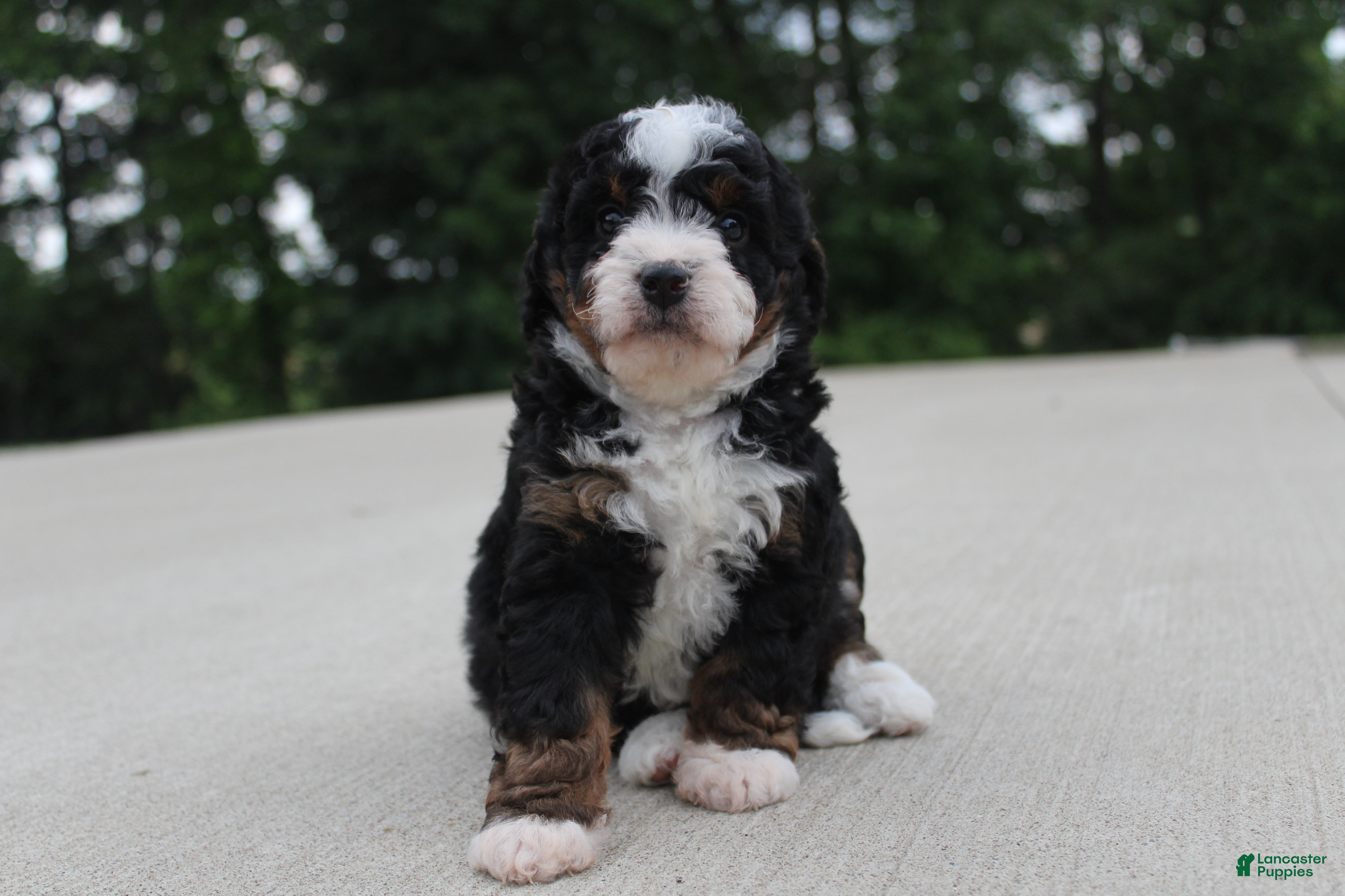 Mini Bernedoodle dogs Shiloh  - Ad 1