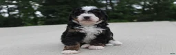 Mini Bernedoodle dogs for sale: Shiloh  - Ad 1