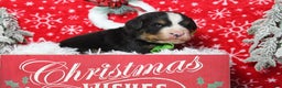 Bernese Mountain Dog dogs for sale: Simba  - Ad 8