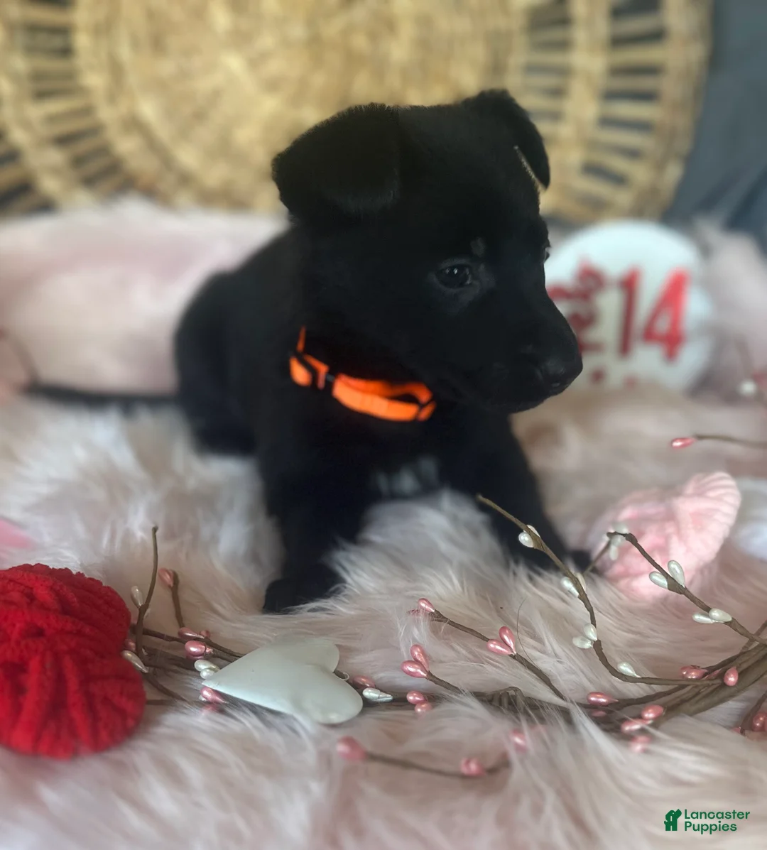 German Shepherd dogs for sale: Dahlia  - Ad 1