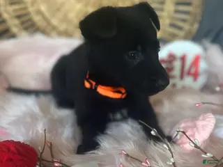 German Shepherd dogs Dahlia - Ad 5