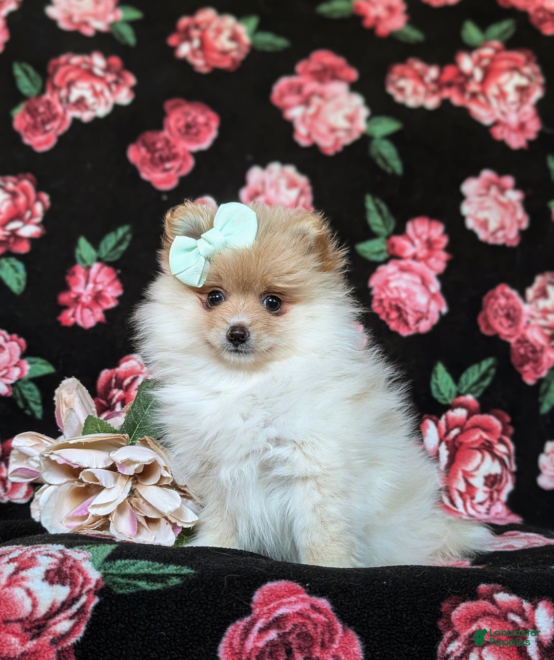 Pomeranian dogs for sale: Dustee - Ad 3
