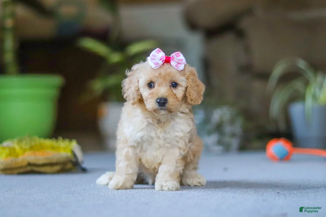 Miniature Poodle dogs for sale: Fiona - Ad 1