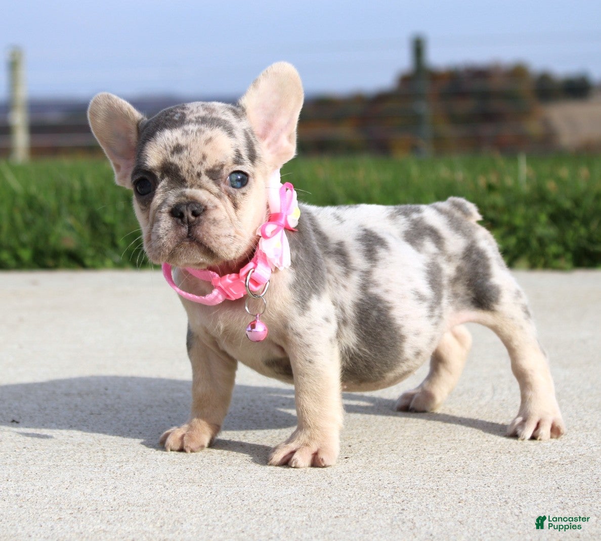 French Bulldog dogs for sale: Pebbles - Ad 2