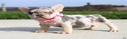 French Bulldog dogs for sale: Pebbles - Ad 2