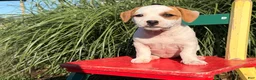 Jack Russell Terrier dogs for sale: Pansy - Ad 4