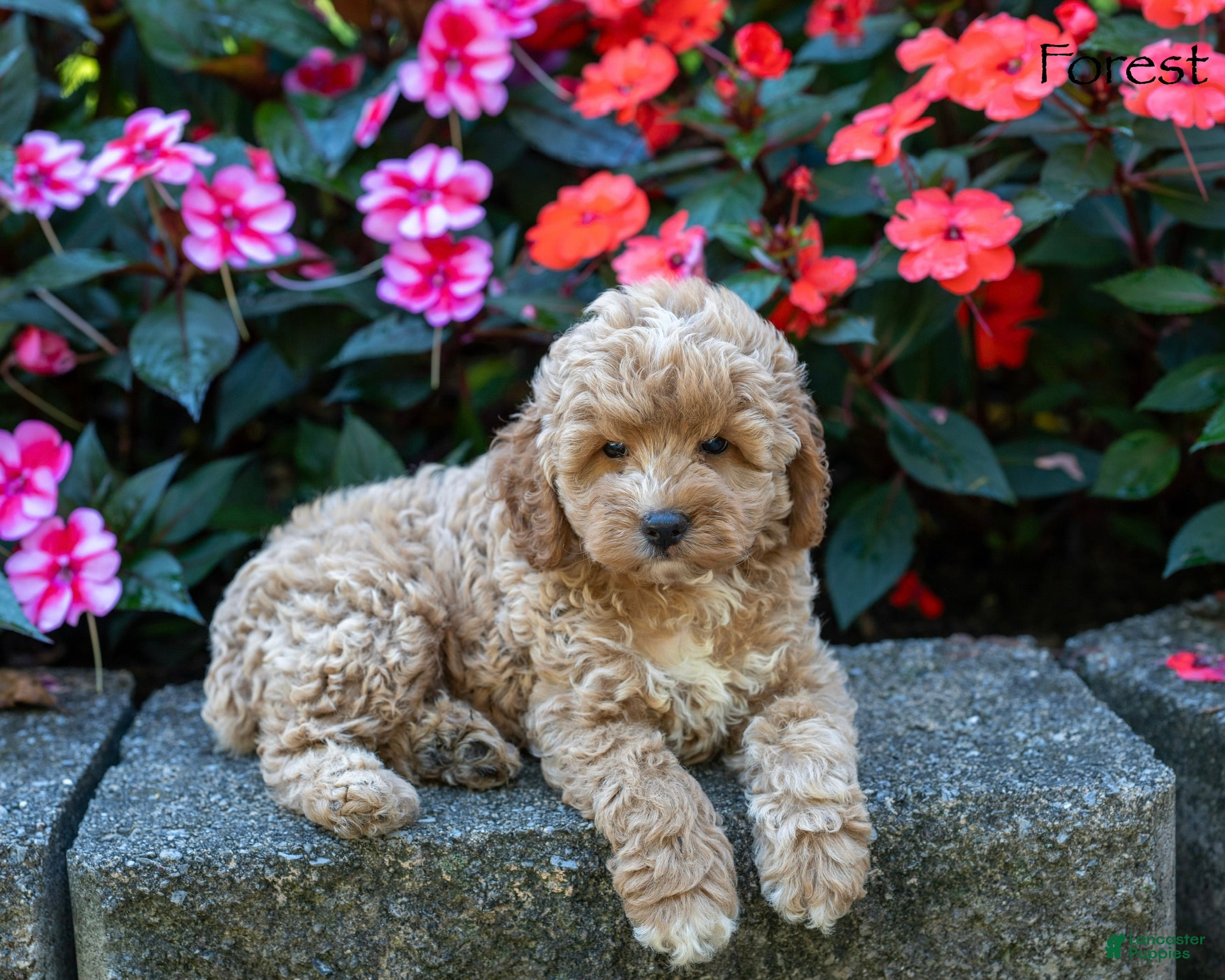 Cockapoo dogs Forest  - Ad 2