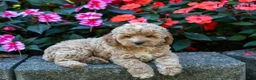 Cockapoo dogs for sale: Forest  - Ad 2