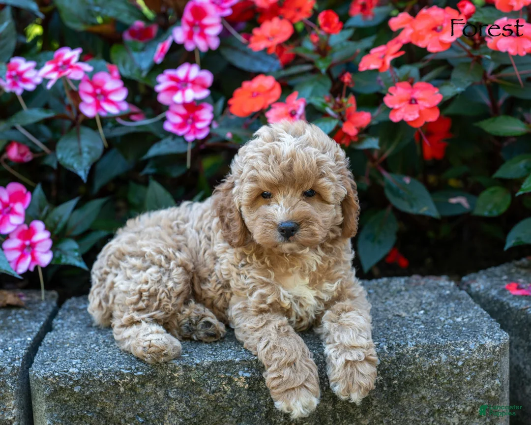 Cockapoo dogs for sale: Forest  - Ad 2