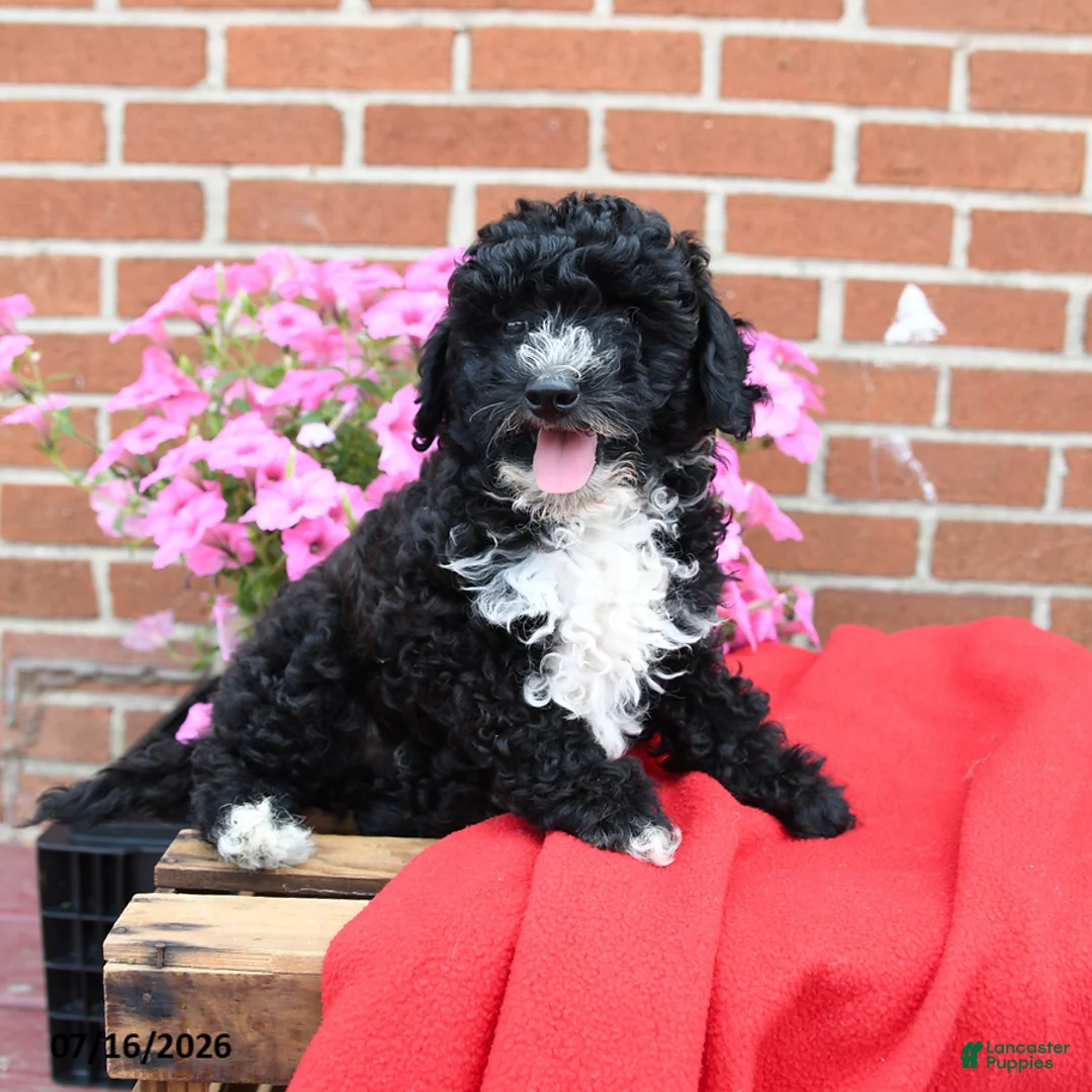 Miniature Poodle dogs for sale: Tux - Ad 5