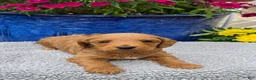 Mini Goldendoodle dogs for sale: Capricorn - Male - Ad 1