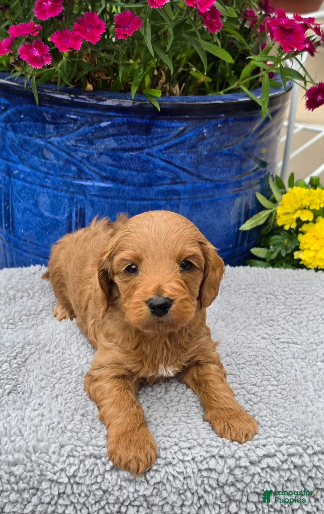 Mini Goldendoodle dogs for sale: Capricorn - Male - Ad 1