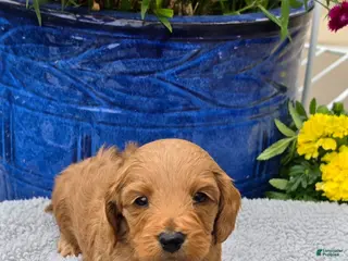 Mini Goldendoodle dogs Capricorn - Male - Ad 7