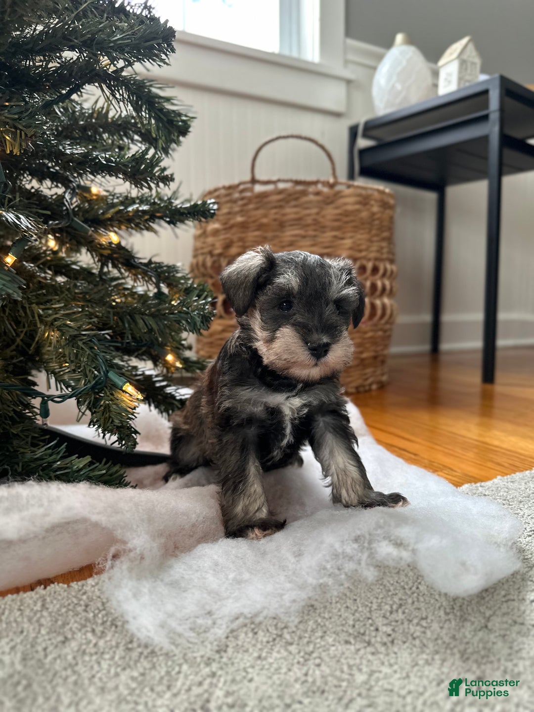 Miniature Schnauzer dogs for sale: Lyla - Ad 2