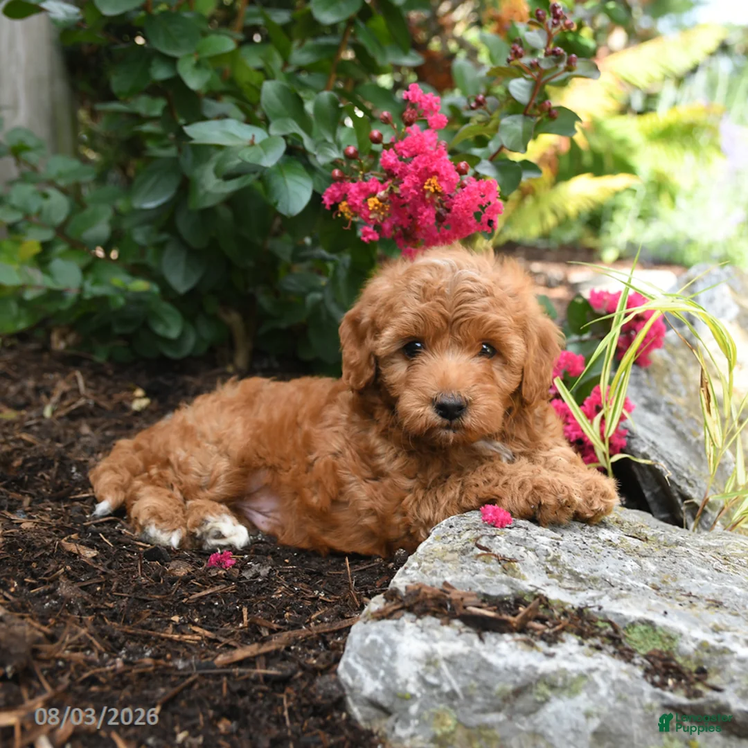 Shihpoo dogs for sale: Duke - Ad 1