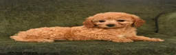 Cavapoo dogs for sale: Inez - Ad 3