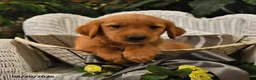 Golden Retriever dogs for sale: Brenna - Ad 2