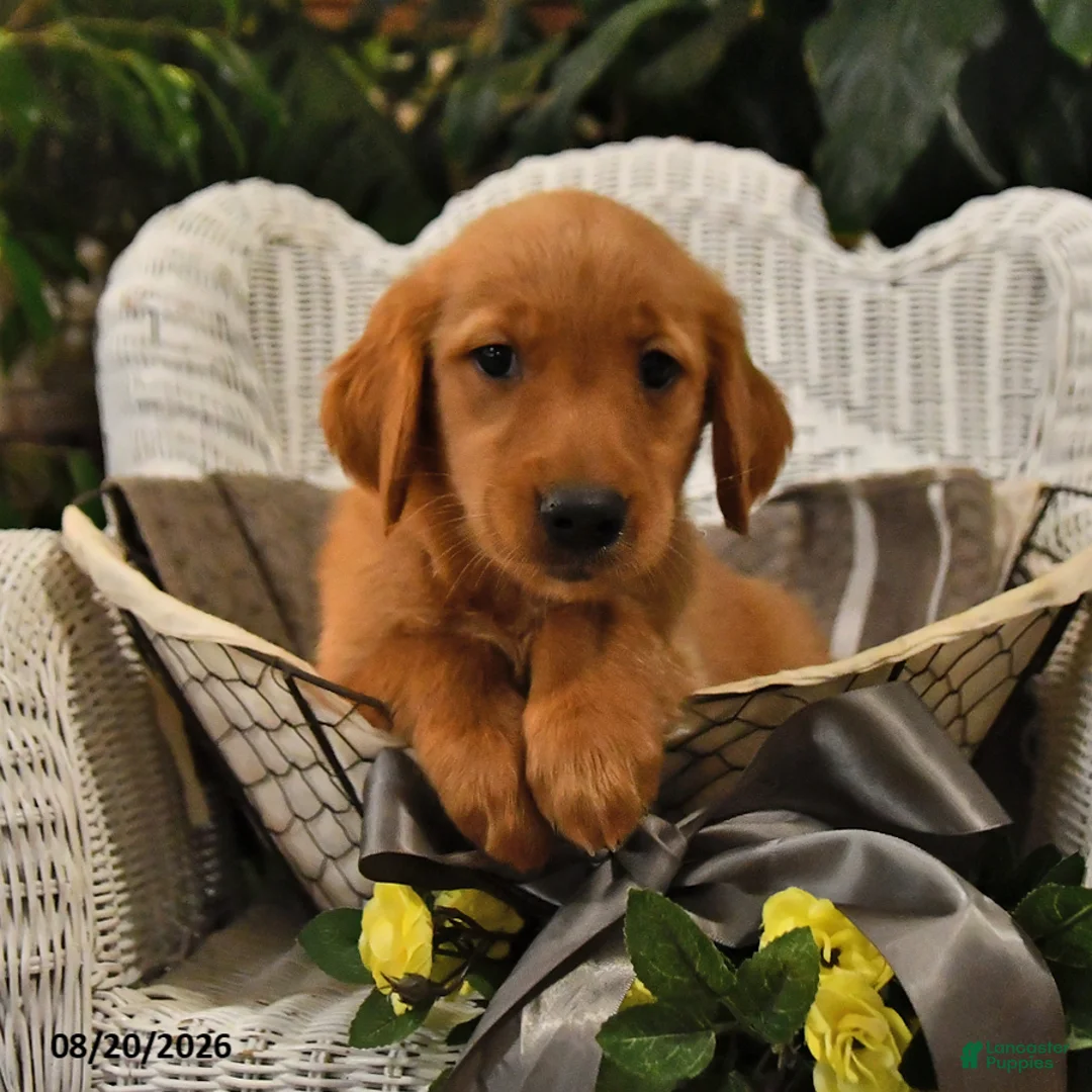 Golden Retriever dogs for sale: Brenna - Ad 2