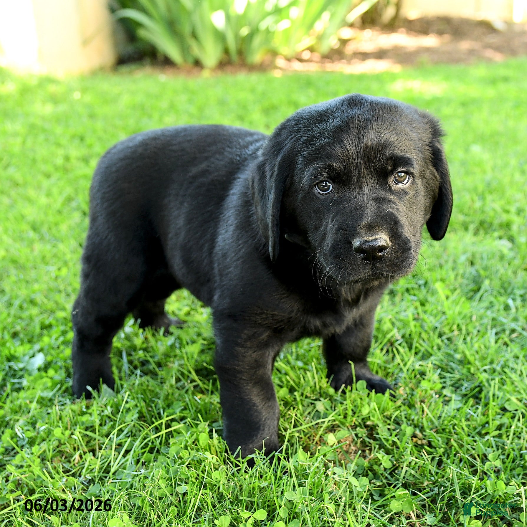 Labrador Retriever dogs for sale: Amadeus - Ad 3