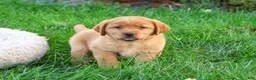 Labrador Retriever dogs for sale: Claudia - Ad 5