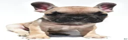 French Bulldog dogs for sale: Patrick  - Ad 3