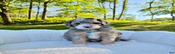 Mini Bernedoodle dogs for sale: Teddy   ❤️‍🩹 (tiny) - Ad 5