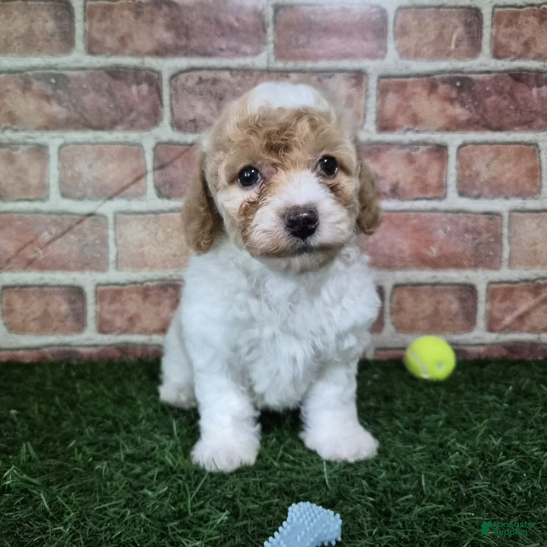 Miniature Poodle dogs Ferrari - Ad 2