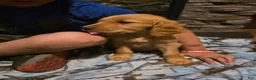 Golden Retriever dogs for sale: Pepper - Ad 4