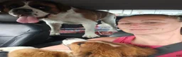 Mixed Breed dogs for sale: Marley - Ad 73