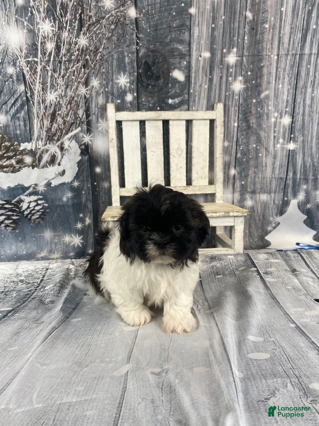 Shih Tzu dogs for sale: Teddy - Ad 3