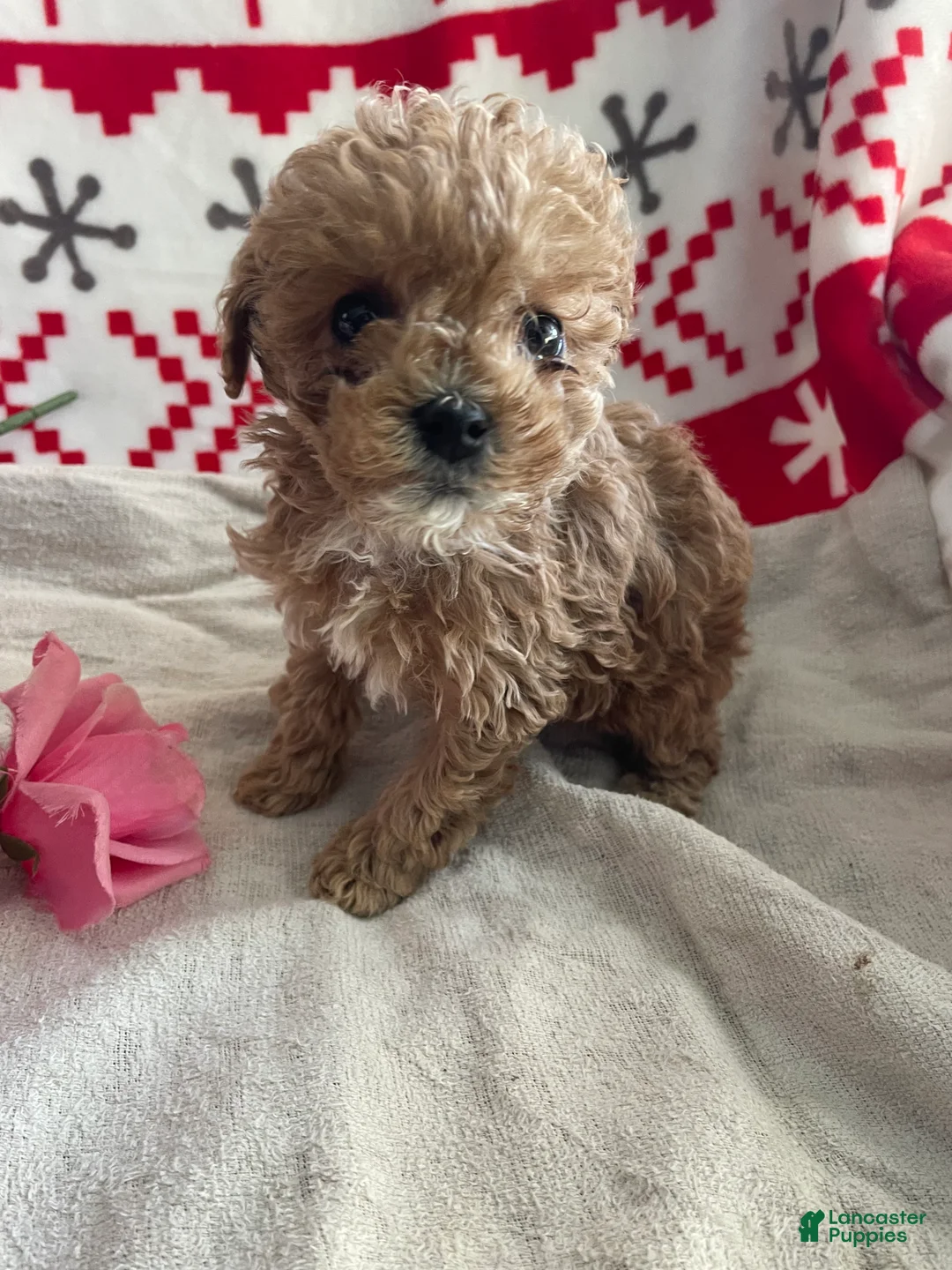 Toy Poodle dogs for sale: Fifi - Ad 2