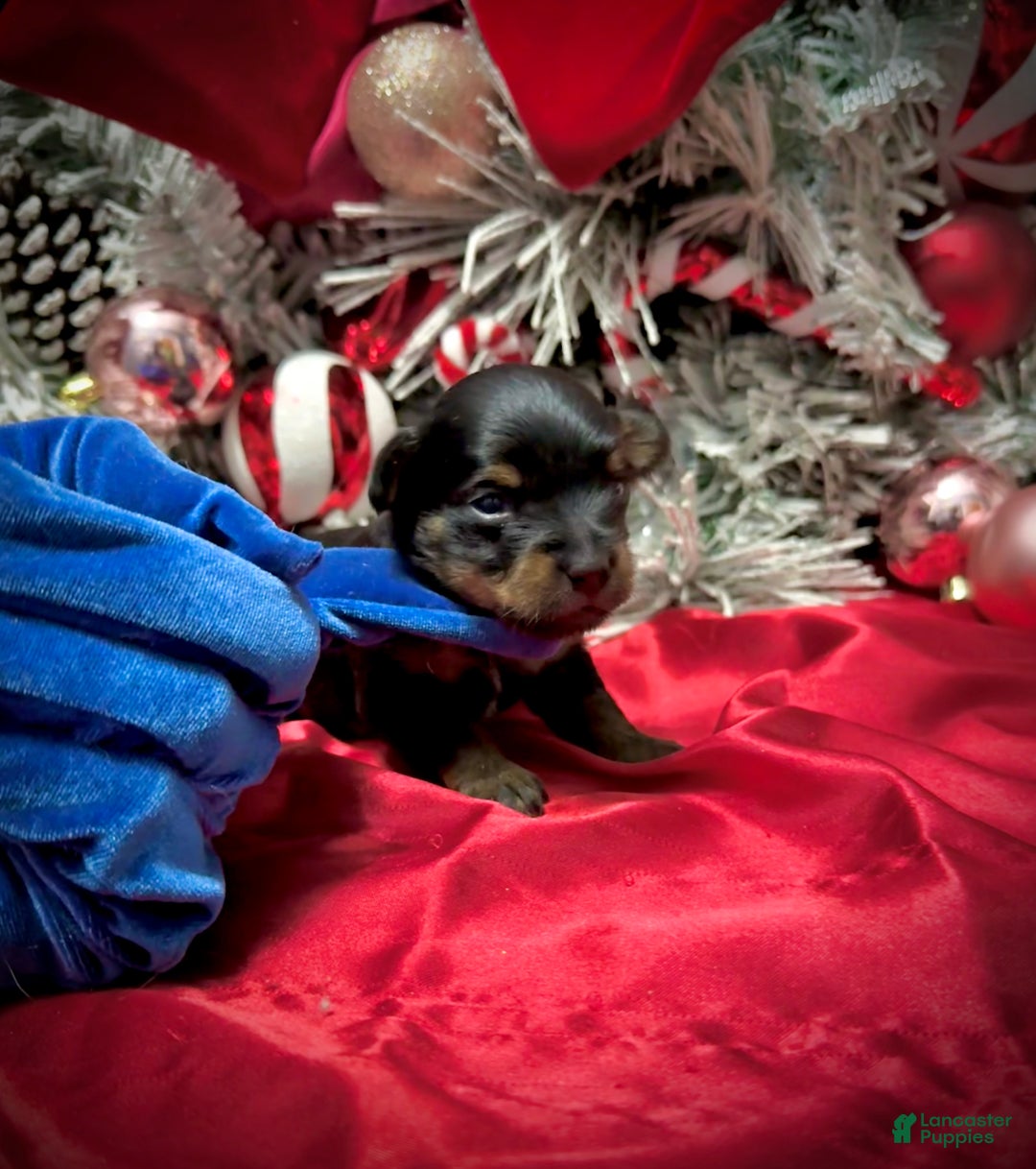 Yorkshire Terrier dogs for sale: Rigatoni  - Ad 8