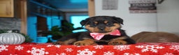 Rottweiler dogs for sale: Noel - Ad 2