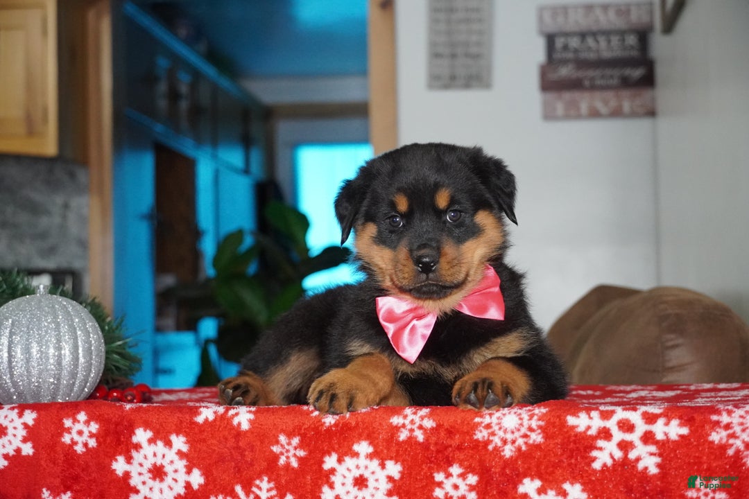 Rottweiler dogs for sale: Noel - Ad 2