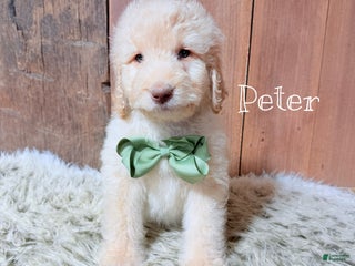 Saint Berdoodles dogs Peter - Ad 13