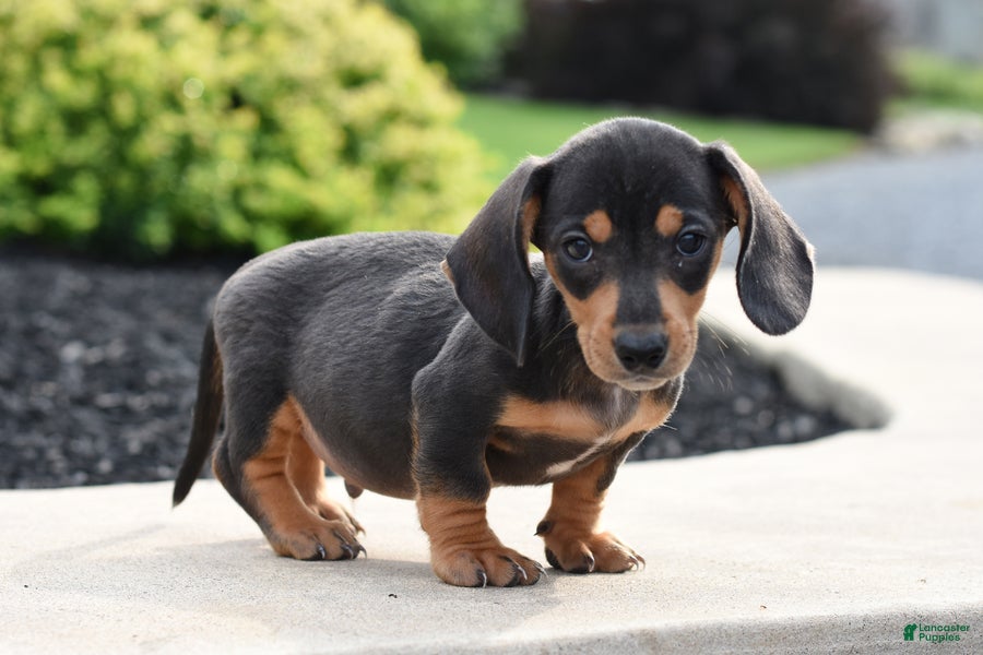 Miniature Dachshund dogs Yeti - Ad 1