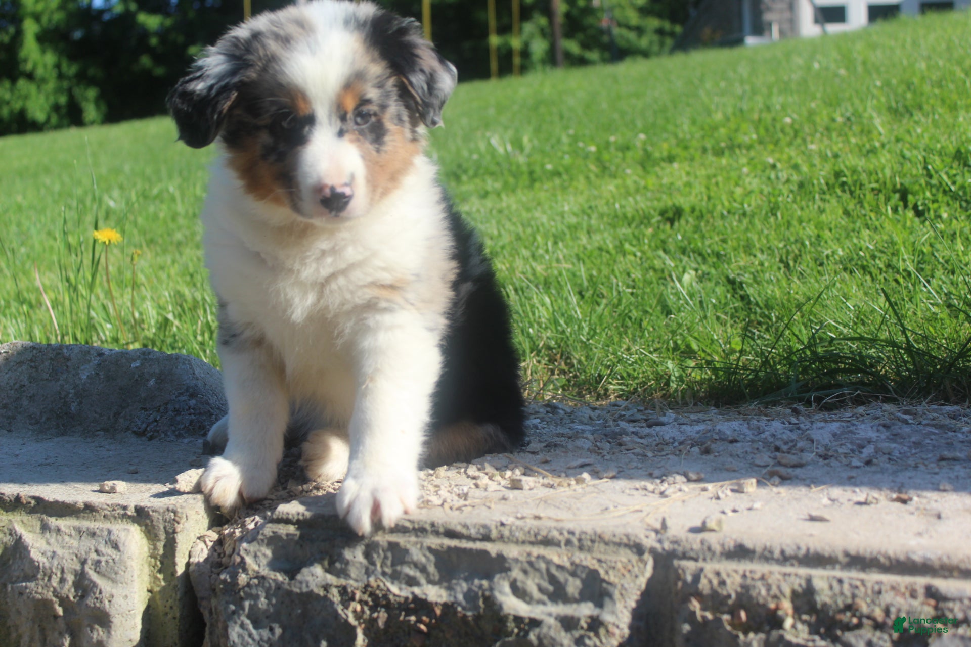 Australian Shepherd dogs Australian Shepherd Puppy 5 - Ad 2