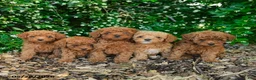 Toy Poodle dogs for sale: Scarlett - Ad 5