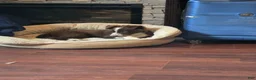 Miniature Australian Shepherd dogs for sale: Miniature Australian Shepherd 1 - Ad 2