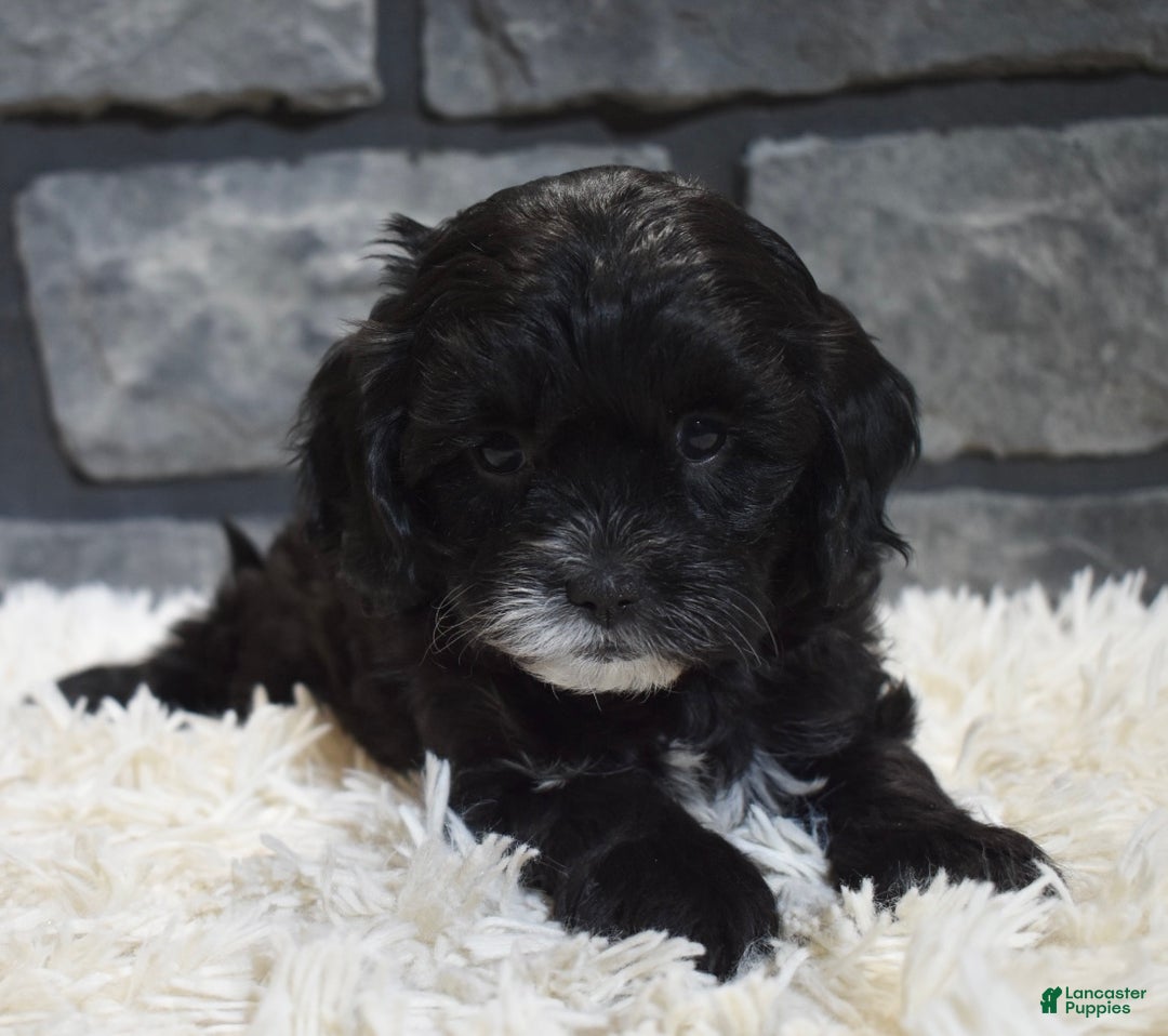 Cavapoo dogs for sale: Sage - Ad 5