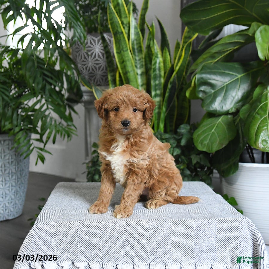 Mini Goldendoodle dogs Bailey - Ad 1