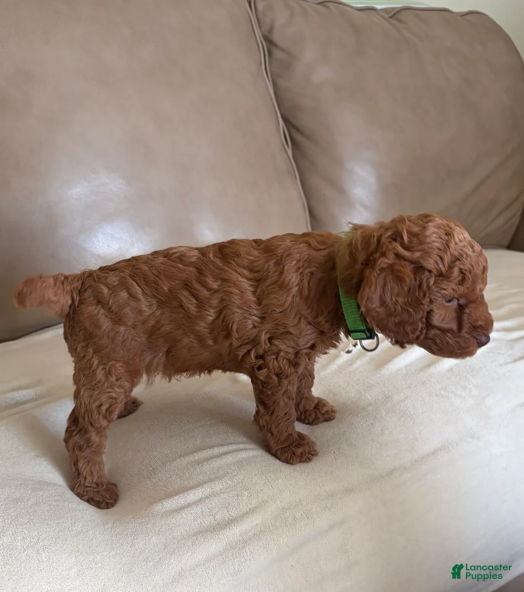 Miniature Poodle dogs for sale: Roman - Ad 2
