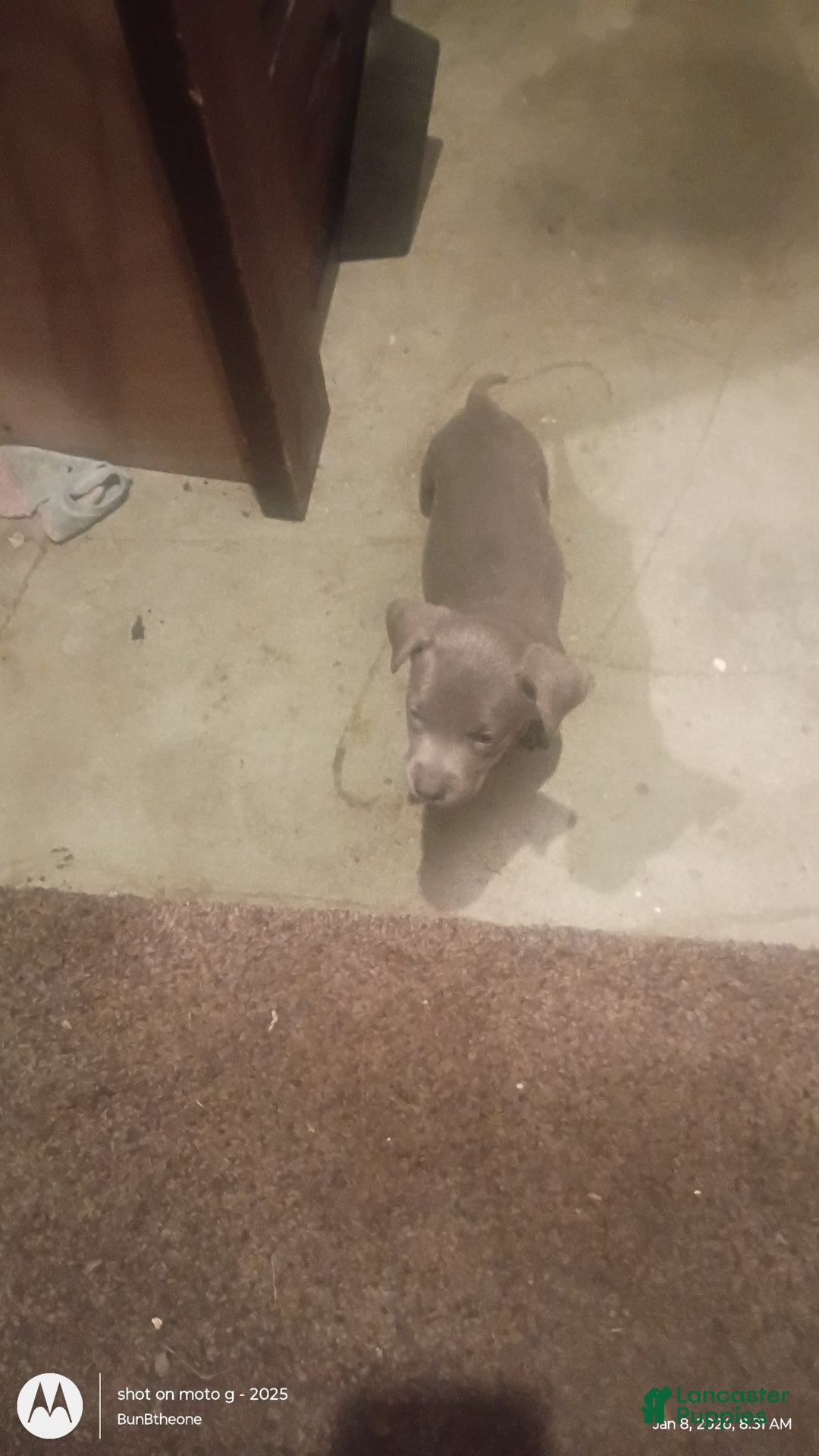 Labrador Retriever dogs for sale: Labrador Retriever Puppy 3 - Ad 7