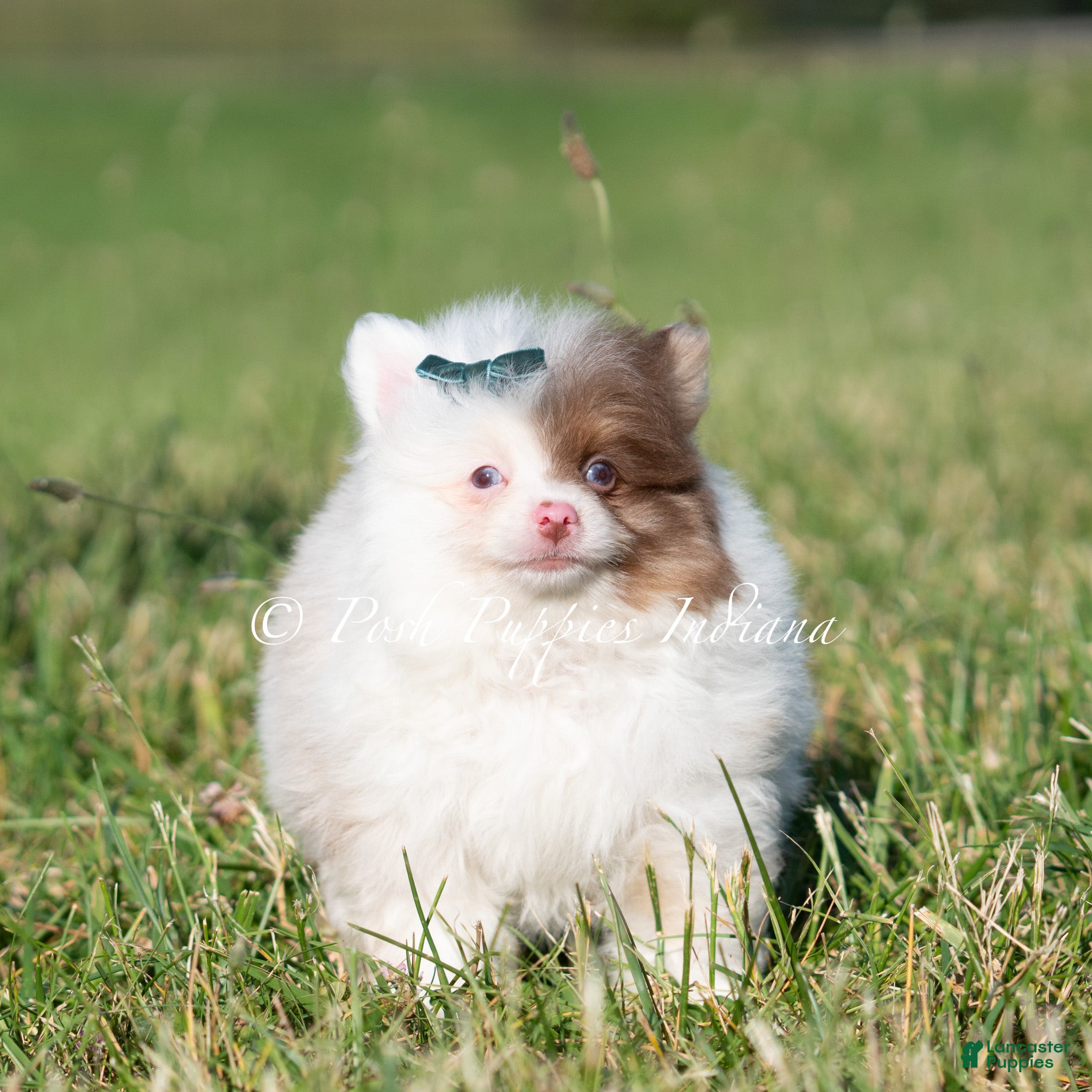 Pomeranian dogs Boo AKC - Ad 34