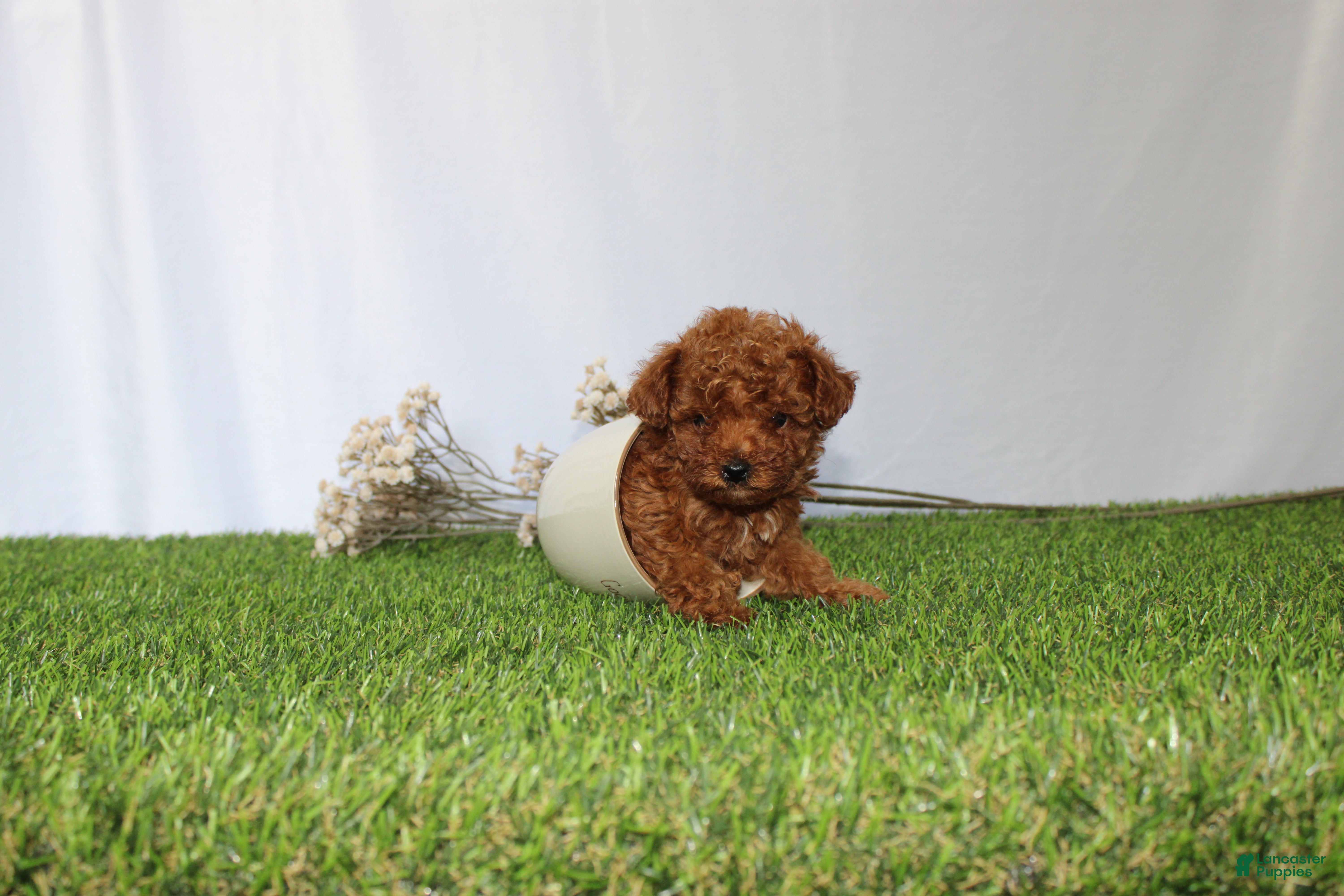 Toy Poodle dogs AKC Callie (tiny) - Ad 1