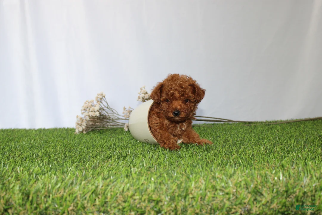 Toy Poodle dogs for sale: AKC Callie (tiny) - Ad 1