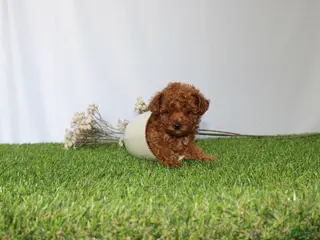 Toy Poodle dogs for sale: AKC Callie (tiny) - Ad 1