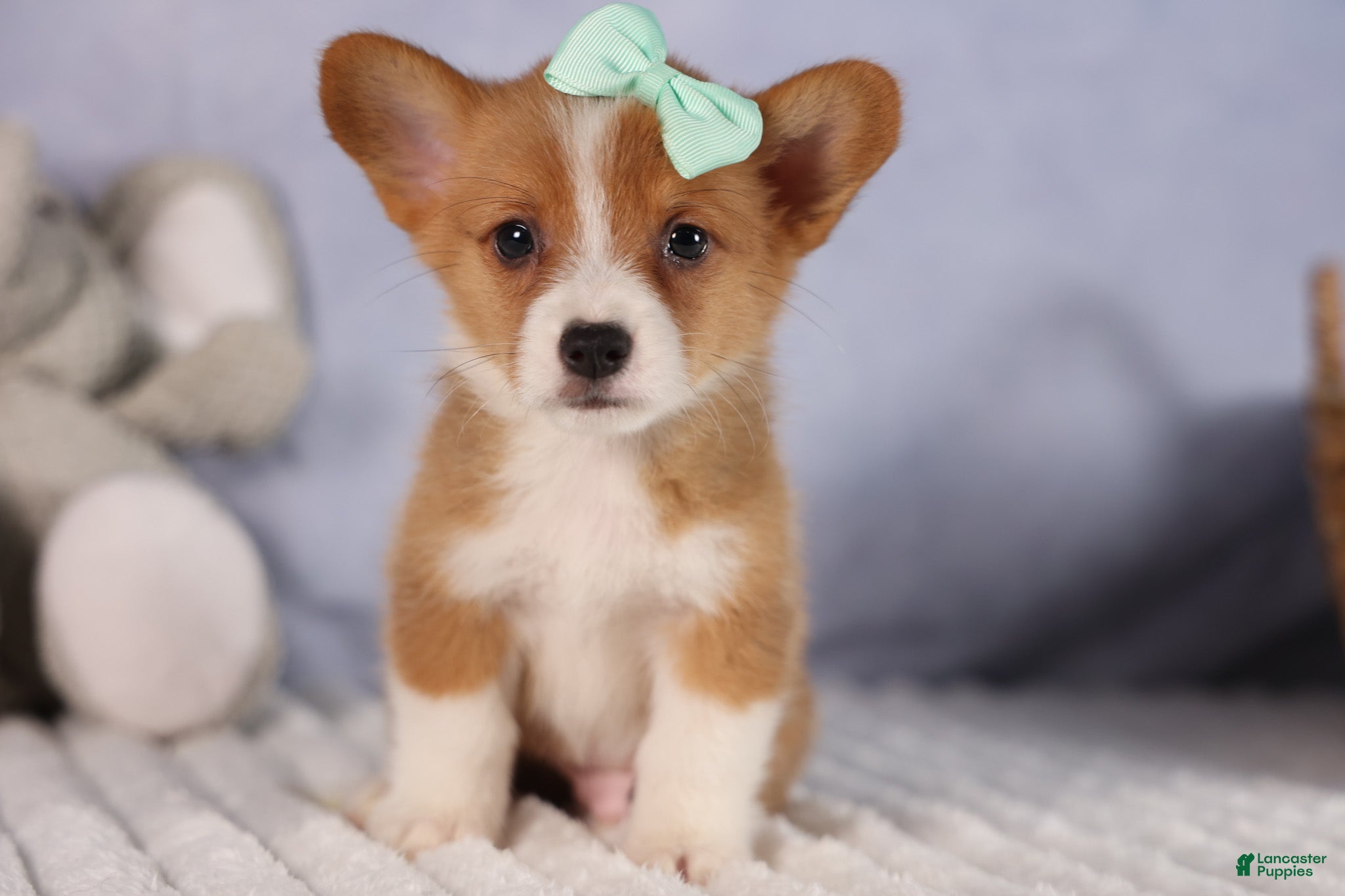Welsh Corgi Pembroke dogs Bently💙 - Ad 2